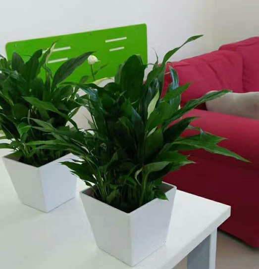 1623051824872933.jpg 1614156841789590.jpg